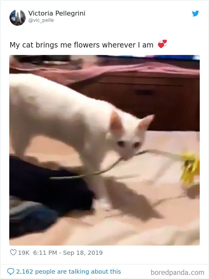 30 Weirdo Cats Get Exposed By Their Owners In A Funny Thread 30 Weirdo Cats Get Exposed By Their Owners In A Funny Thread