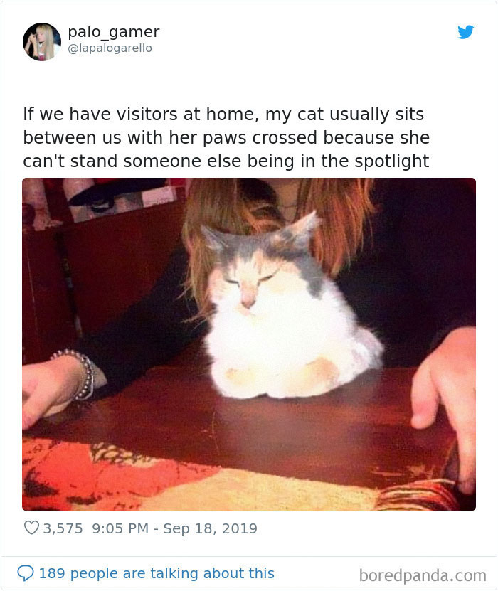 30 Weirdo Cats Get Exposed By Their Owners In A Funny Thread 30 Weirdo Cats Get Exposed By Their Owners In A Funny Thread