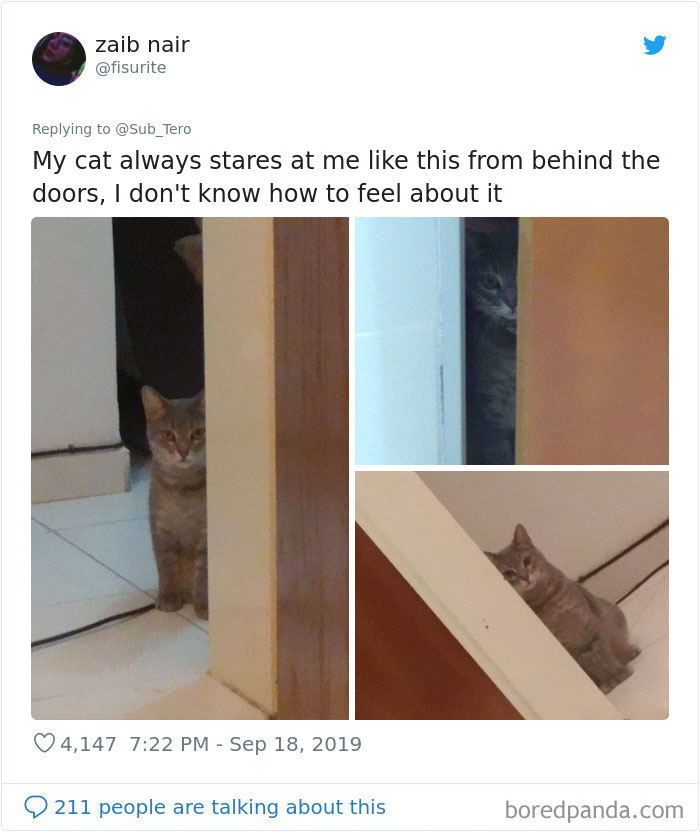 30 Weirdo Cats Get Exposed By Their Owners In A Funny Thread 30 Weirdo Cats Get Exposed By Their Owners In A Funny Thread