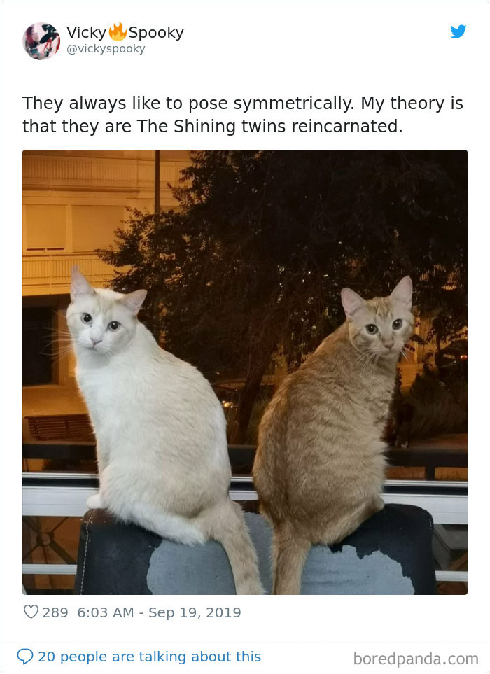 30 Weirdo Cats Get Exposed By Their Owners In A Funny Thread 30 Weirdo Cats Get Exposed By Their Owners In A Funny Thread