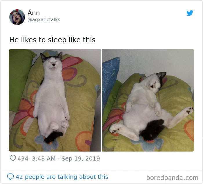 30 Weirdo Cats Get Exposed By Their Owners In A Funny Thread 30 Weirdo Cats Get Exposed By Their Owners In A Funny Thread