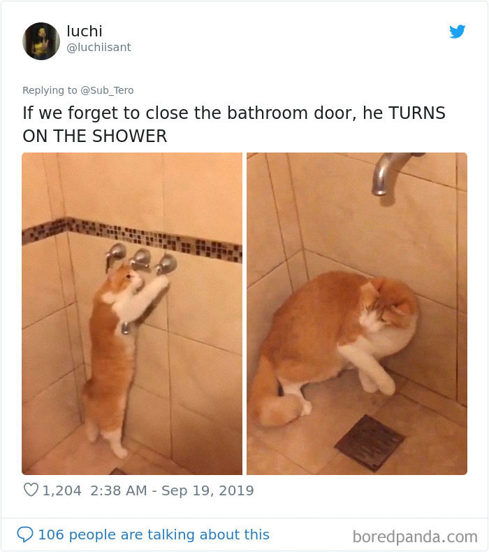 30 Weirdo Cats Get Exposed By Their Owners In A Funny Thread 30 Weirdo Cats Get Exposed By Their Owners In A Funny Thread