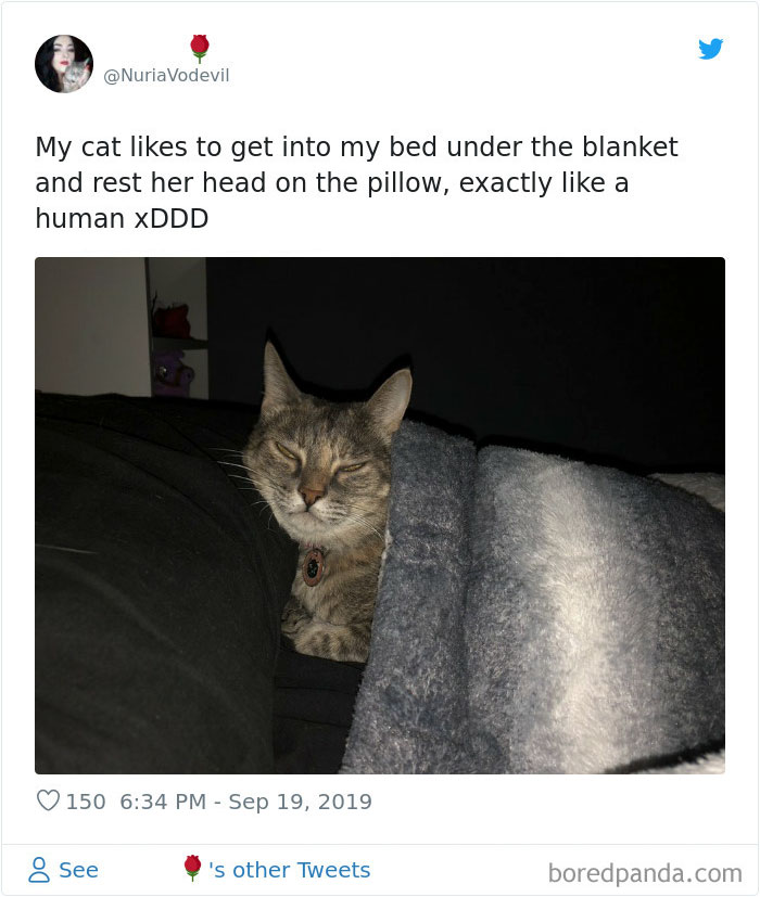 30 Weirdo Cats Get Exposed By Their Owners In A Funny Thread 30 Weirdo Cats Get Exposed By Their Owners In A Funny Thread
