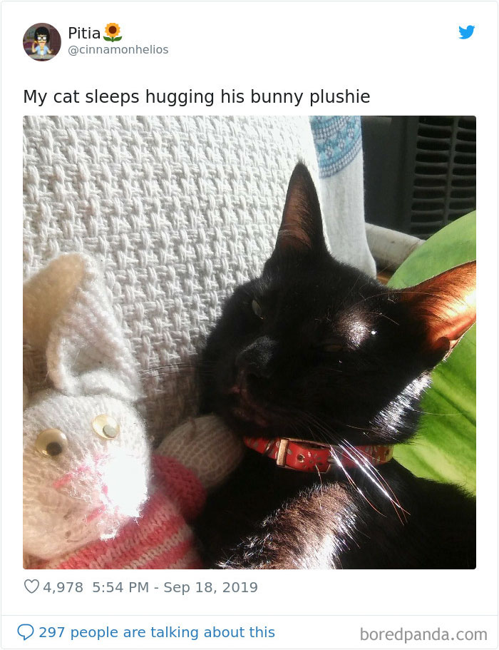 30 Weirdo Cats Get Exposed By Their Owners In A Funny Thread 30 Weirdo Cats Get Exposed By Their Owners In A Funny Thread