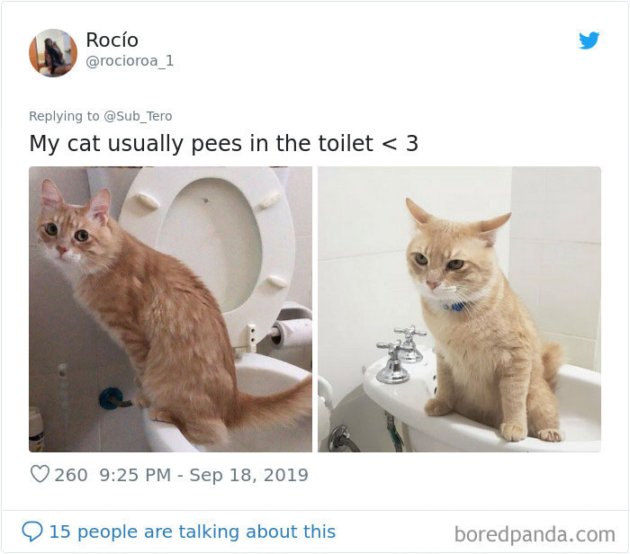 30 Weirdo Cats Get Exposed By Their Owners In A Funny Thread 30 Weirdo Cats Get Exposed By Their Owners In A Funny Thread