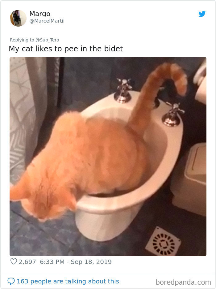30 Weirdo Cats Get Exposed By Their Owners In A Funny Thread 30 Weirdo Cats Get Exposed By Their Owners In A Funny Thread