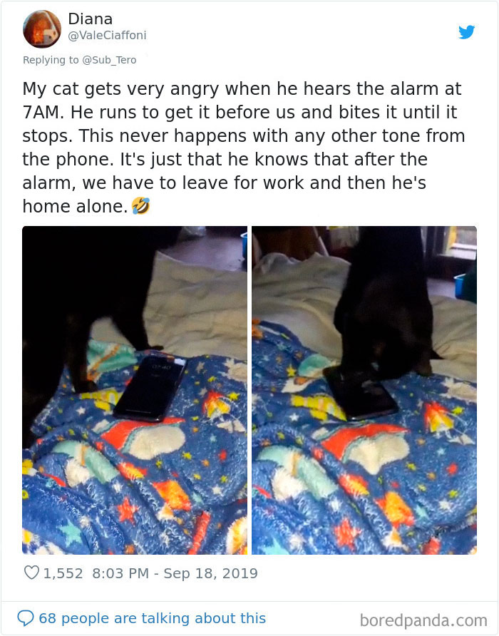 30 Weirdo Cats Get Exposed By Their Owners In A Funny Thread 30 Weirdo Cats Get Exposed By Their Owners In A Funny Thread