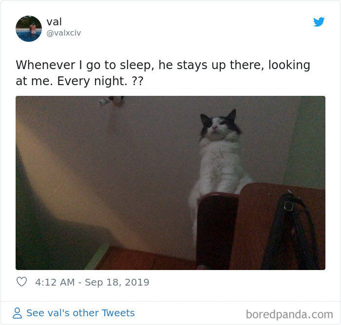 30 Weirdo Cats Get Exposed By Their Owners In A Funny Thread 30 Weirdo Cats Get Exposed By Their Owners In A Funny Thread
