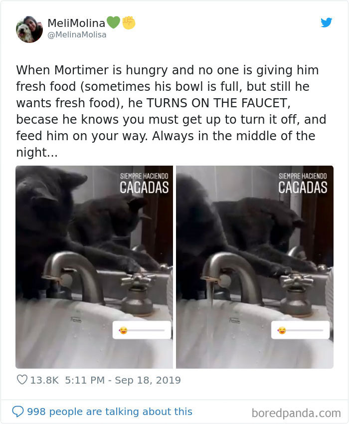 30 Weirdo Cats Get Exposed By Their Owners In A Funny Thread 30 Weirdo Cats Get Exposed By Their Owners In A Funny Thread