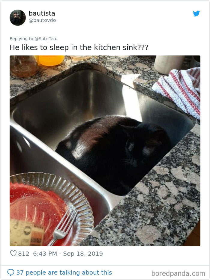 30 Weirdo Cats Get Exposed By Their Owners In A Funny Thread 30 Weirdo Cats Get Exposed By Their Owners In A Funny Thread