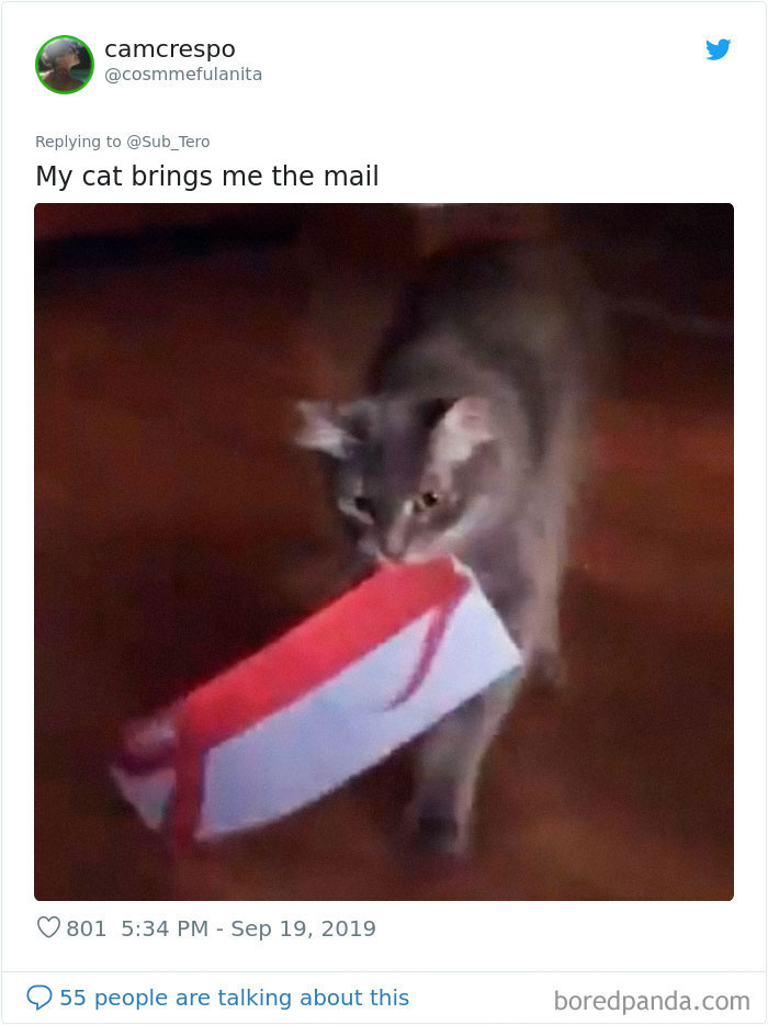 30 Weirdo Cats Get Exposed By Their Owners In A Funny Thread 30 Weirdo Cats Get Exposed By Their Owners In A Funny Thread