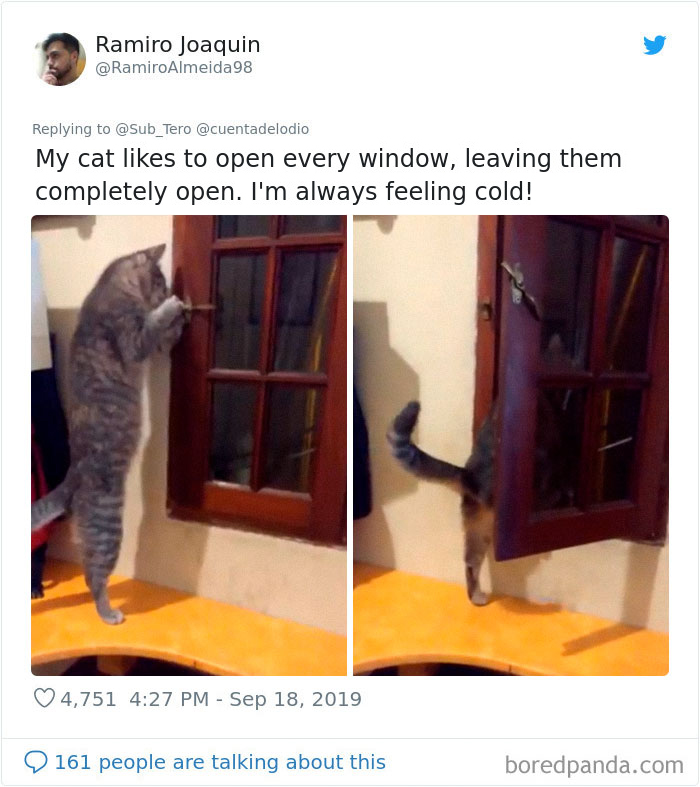 30 Weirdo Cats Get Exposed By Their Owners In A Funny Thread 30 Weirdo Cats Get Exposed By Their Owners In A Funny Thread