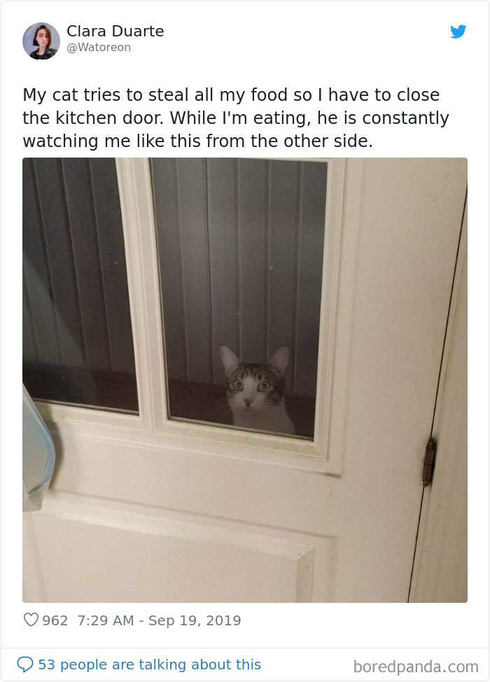 30 Weirdo Cats Get Exposed By Their Owners In A Funny Thread 30 Weirdo Cats Get Exposed By Their Owners In A Funny Thread