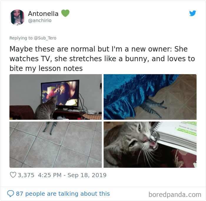 30 Weirdo Cats Get Exposed By Their Owners In A Funny Thread 30 Weirdo Cats Get Exposed By Their Owners In A Funny Thread