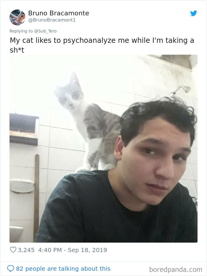 30 Weirdo Cats Get Exposed By Their Owners In A Funny Thread 30 Weirdo Cats Get Exposed By Their Owners In A Funny Thread