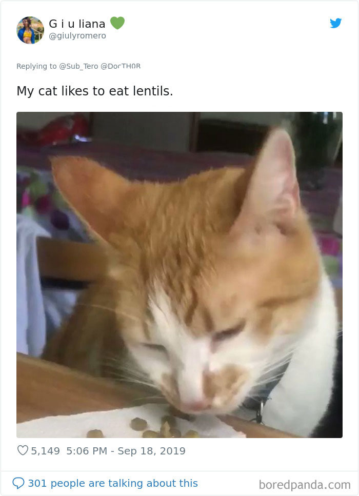 30 Weirdo Cats Get Exposed By Their Owners In A Funny Thread 30 Weirdo Cats Get Exposed By Their Owners In A Funny Thread