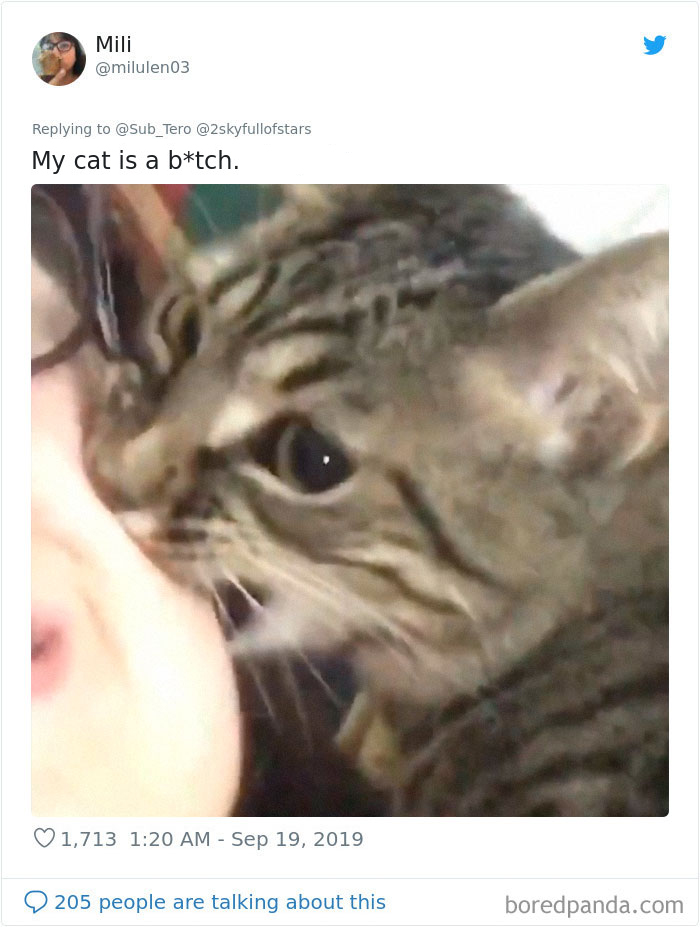 30 Weirdo Cats Get Exposed By Their Owners In A Funny Thread 30 Weirdo Cats Get Exposed By Their Owners In A Funny Thread