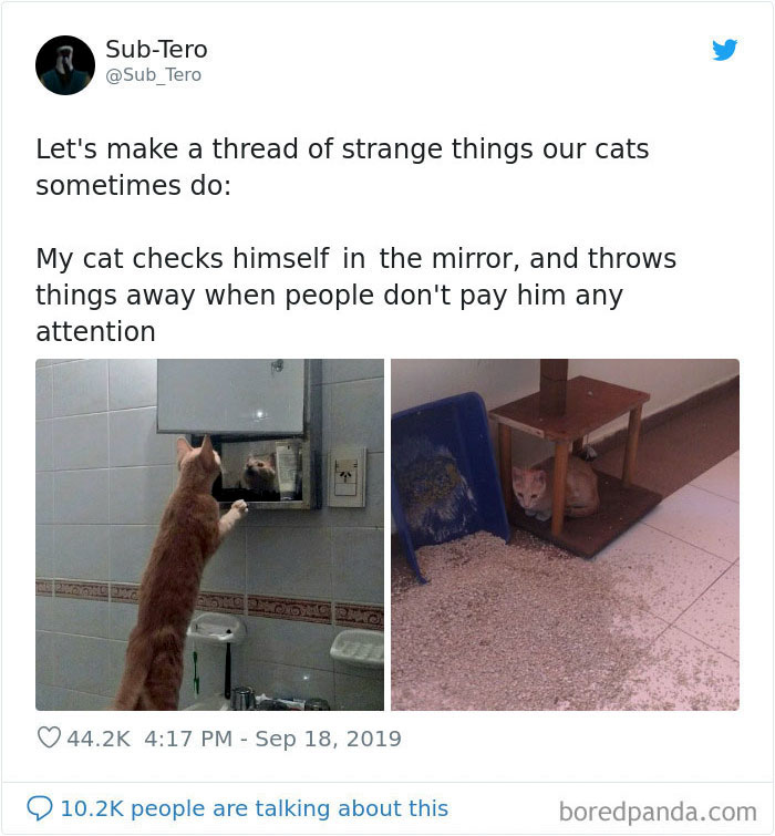 30 Weirdo Cats Get Exposed By Their Owners In A Funny Thread 30 Weirdo Cats Get Exposed By Their Owners In A Funny Thread