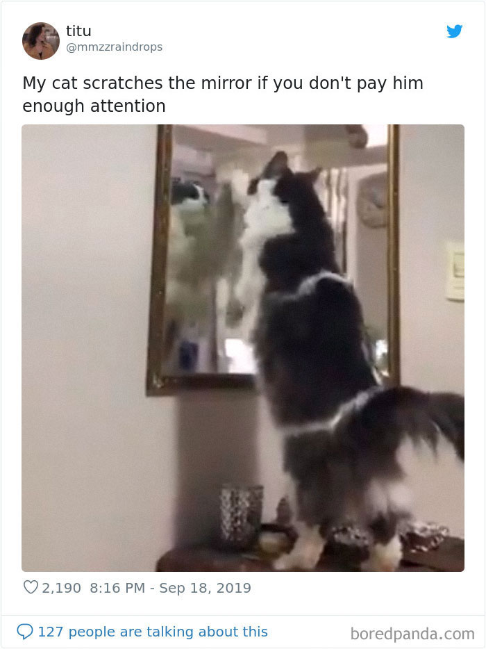 30 Weirdo Cats Get Exposed By Their Owners In A Funny Thread 30 Weirdo Cats Get Exposed By Their Owners In A Funny Thread