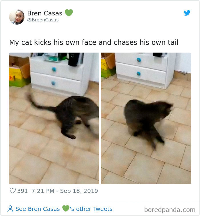 30 Weirdo Cats Get Exposed By Their Owners In A Funny Thread 30 Weirdo Cats Get Exposed By Their Owners In A Funny Thread