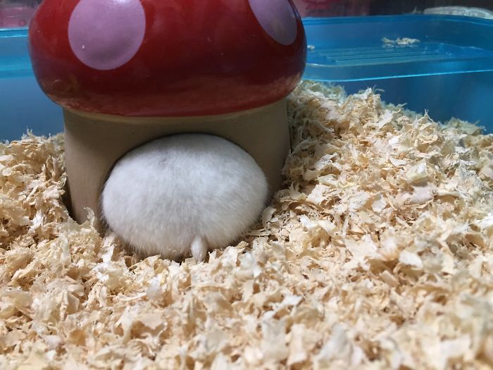 30 Hamster Butts To Add Cuteness To Your Day 30 Hamster Butts To Add Cuteness To Your Day