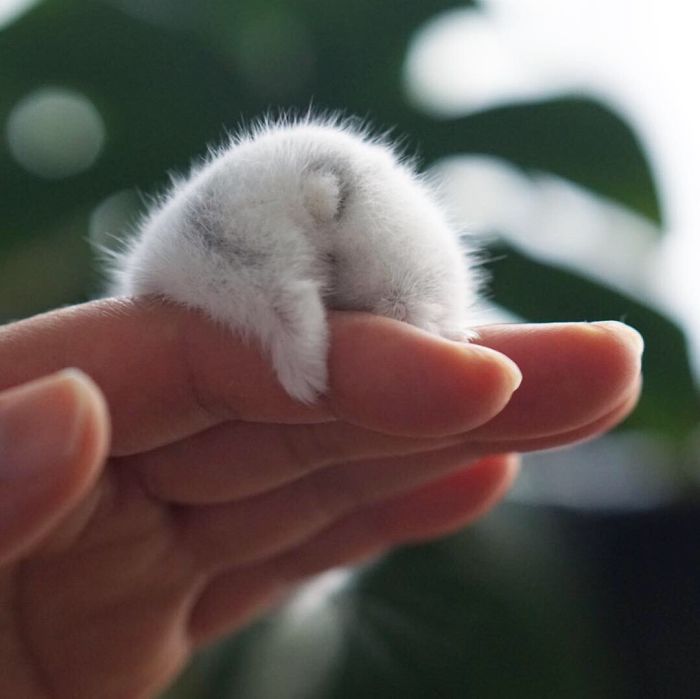30 Hamster Butts To Add Cuteness To Your Day 30 Hamster Butts To Add Cuteness To Your Day