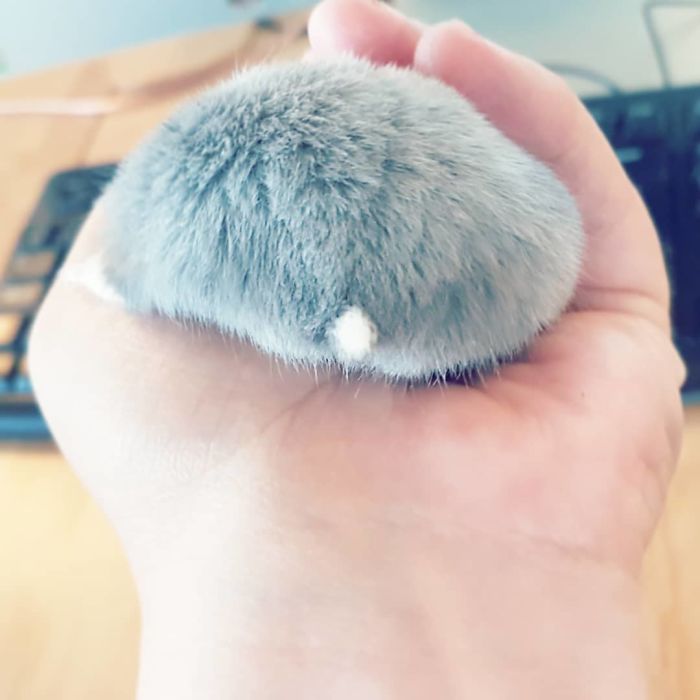 30 Hamster Butts To Add Cuteness To Your Day 30 Hamster Butts To Add Cuteness To Your Day