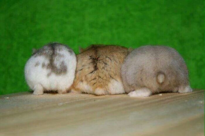 30 Hamster Butts To Add Cuteness To Your Day 30 Hamster Butts To Add Cuteness To Your Day