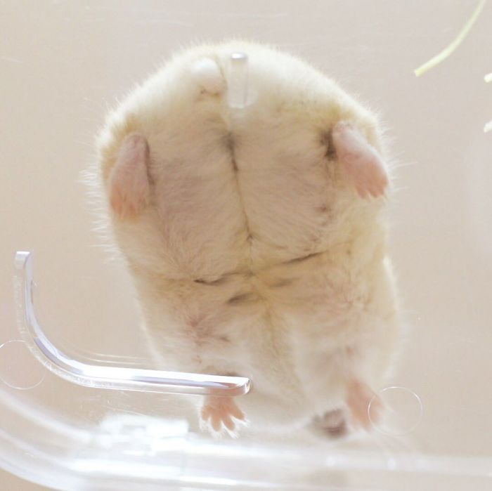 30 Hamster Butts To Add Cuteness To Your Day 30 Hamster Butts To Add Cuteness To Your Day