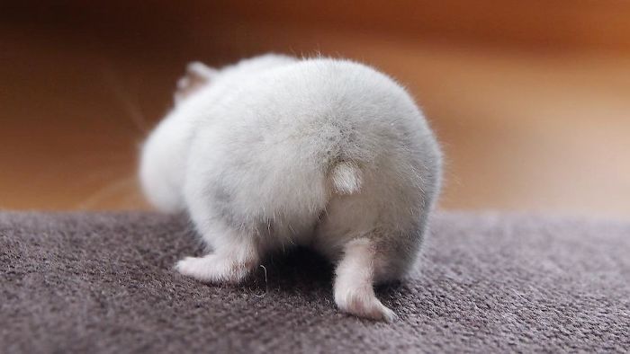 30 Hamster Butts To Add Cuteness To Your Day 30 Hamster Butts To Add Cuteness To Your Day