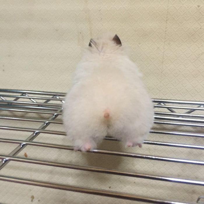 30 Hamster Butts To Add Cuteness To Your Day 30 Hamster Butts To Add Cuteness To Your Day