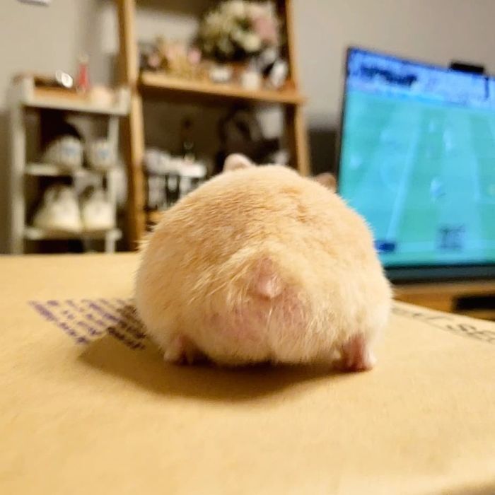 30 Hamster Butts To Add Cuteness To Your Day 30 Hamster Butts To Add Cuteness To Your Day