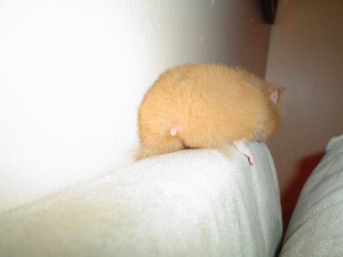 30 Hamster Butts To Add Cuteness To Your Day 30 Hamster Butts To Add Cuteness To Your Day