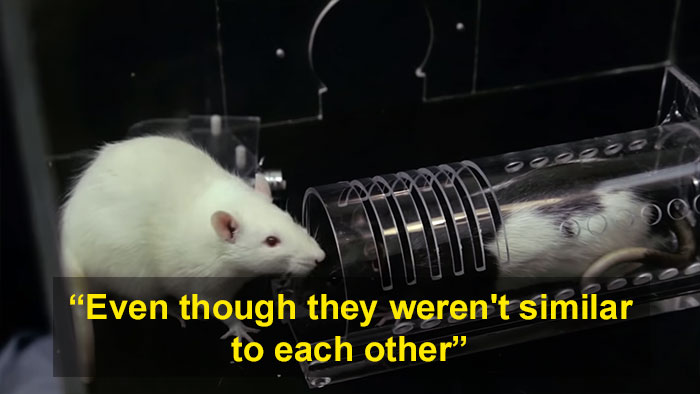 Rats Don&#8217;t Deserve The Reputation They&#8217;ve Got And This Science Experiment On Rat Friendship Proves It