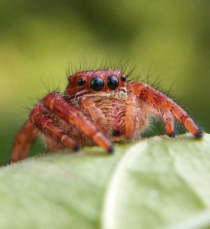 20-Year-Old Indian Guy Takes Incredible Macro Pics Using His Smartphone, Shows How You Could Do It Too (30 Pics)