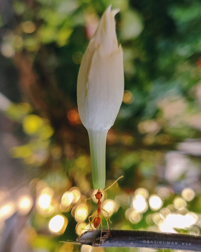20-Year-Old Indian Guy Takes Incredible Macro Pics Using His Smartphone, Shows How You Could Do It Too (30 Pics)