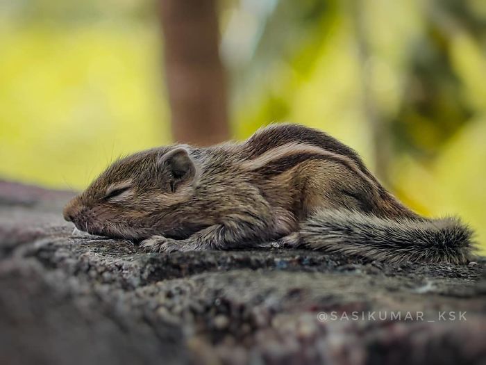 20-Year-Old Indian Guy Takes Incredible Macro Pics Using His Smartphone, Shows How You Could Do It Too (30 Pics)