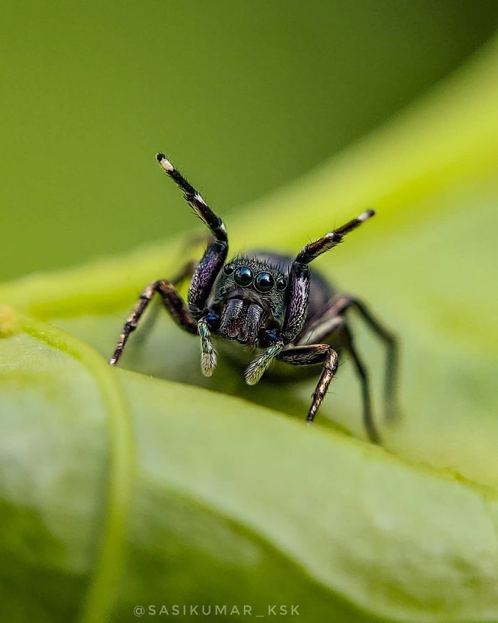 20-Year-Old Indian Guy Takes Incredible Macro Pics Using His Smartphone, Shows How You Could Do It Too (30 Pics)