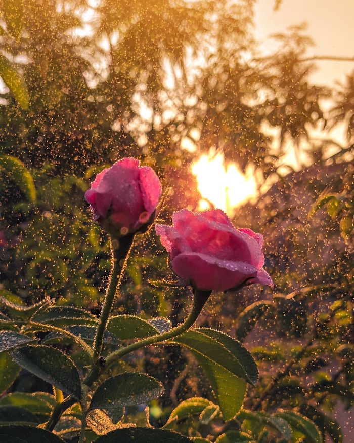 20-Year-Old Indian Guy Takes Incredible Macro Pics Using His Smartphone, Shows How You Could Do It Too (30 Pics)