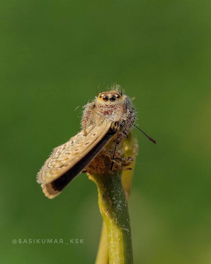 20-Year-Old Indian Guy Takes Incredible Macro Pics Using His Smartphone, Shows How You Could Do It Too (30 Pics)