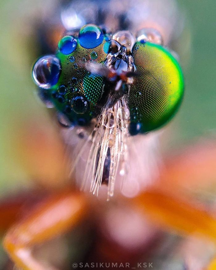 20-Year-Old Indian Guy Takes Incredible Macro Pics Using His Smartphone, Shows How You Could Do It Too (30 Pics)