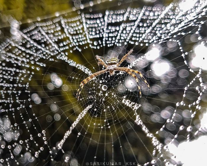 20-Year-Old Indian Guy Takes Incredible Macro Pics Using His Smartphone, Shows How You Could Do It Too (30 Pics)