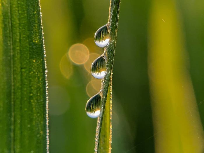 20-Year-Old Indian Guy Takes Incredible Macro Pics Using His Smartphone, Shows How You Could Do It Too (30 Pics)