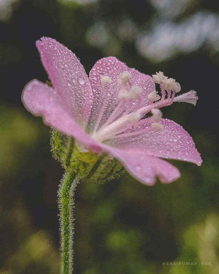 20-Year-Old Indian Guy Takes Incredible Macro Pics Using His Smartphone, Shows How You Could Do It Too (30 Pics)