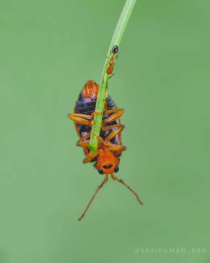 20-Year-Old Indian Guy Takes Incredible Macro Pics Using His Smartphone, Shows How You Could Do It Too (30 Pics)