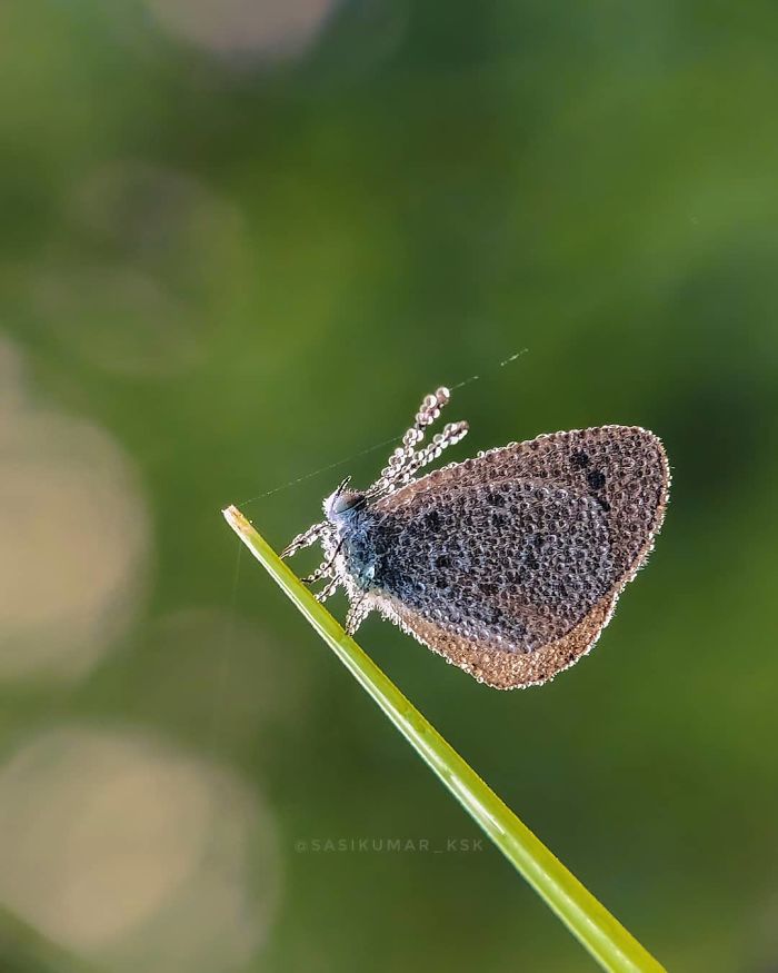 20-Year-Old Indian Guy Takes Incredible Macro Pics Using His Smartphone, Shows How You Could Do It Too (30 Pics)