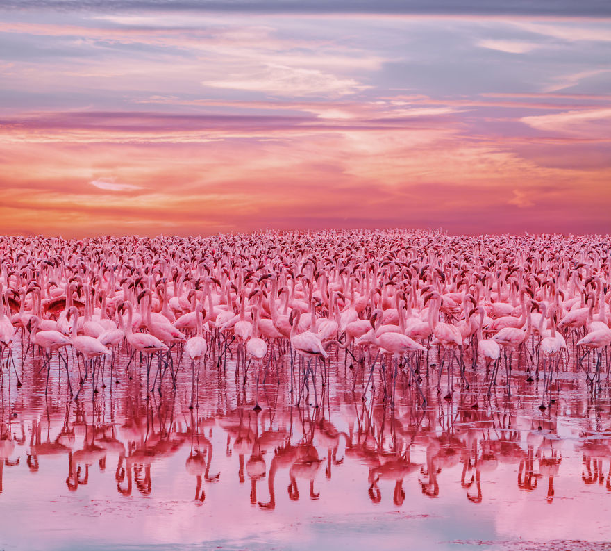 My Only Dream In Kenya Was To See Flamingos, But Everything That I Saw Was Beyond Description (42 Pics)