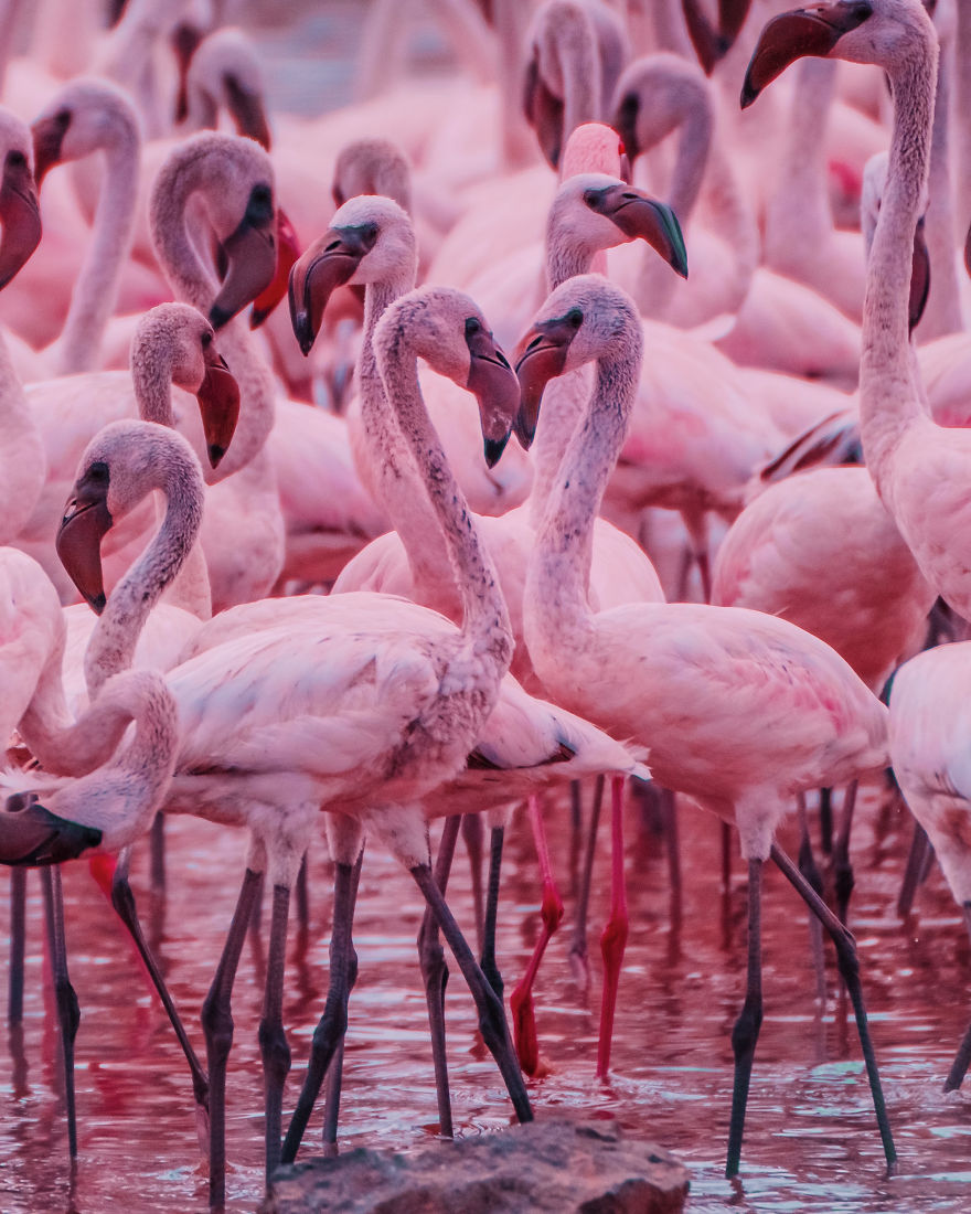 My Only Dream In Kenya Was To See Flamingos, But Everything That I Saw Was Beyond Description (42 Pics)