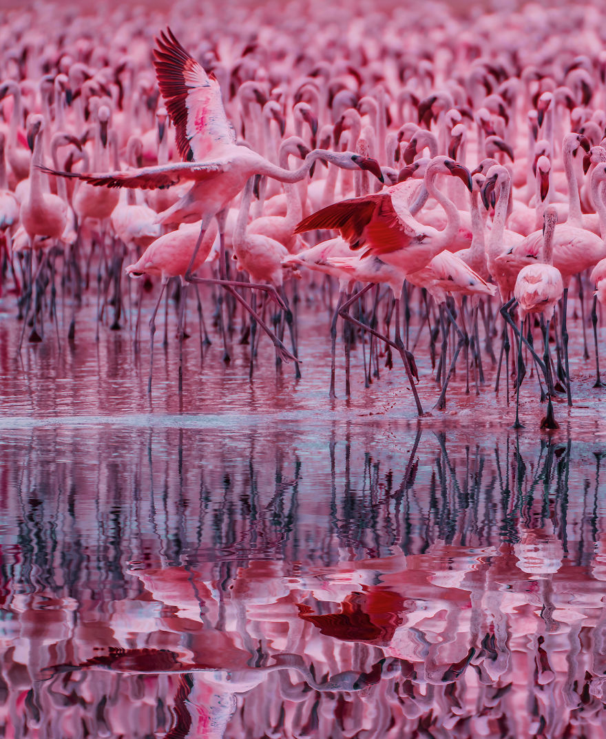 My Only Dream In Kenya Was To See Flamingos, But Everything That I Saw Was Beyond Description (42 Pics)