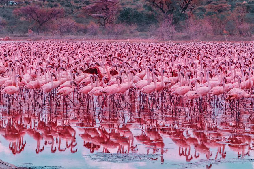 My Only Dream In Kenya Was To See Flamingos, But Everything That I Saw Was Beyond Description (42 Pics)